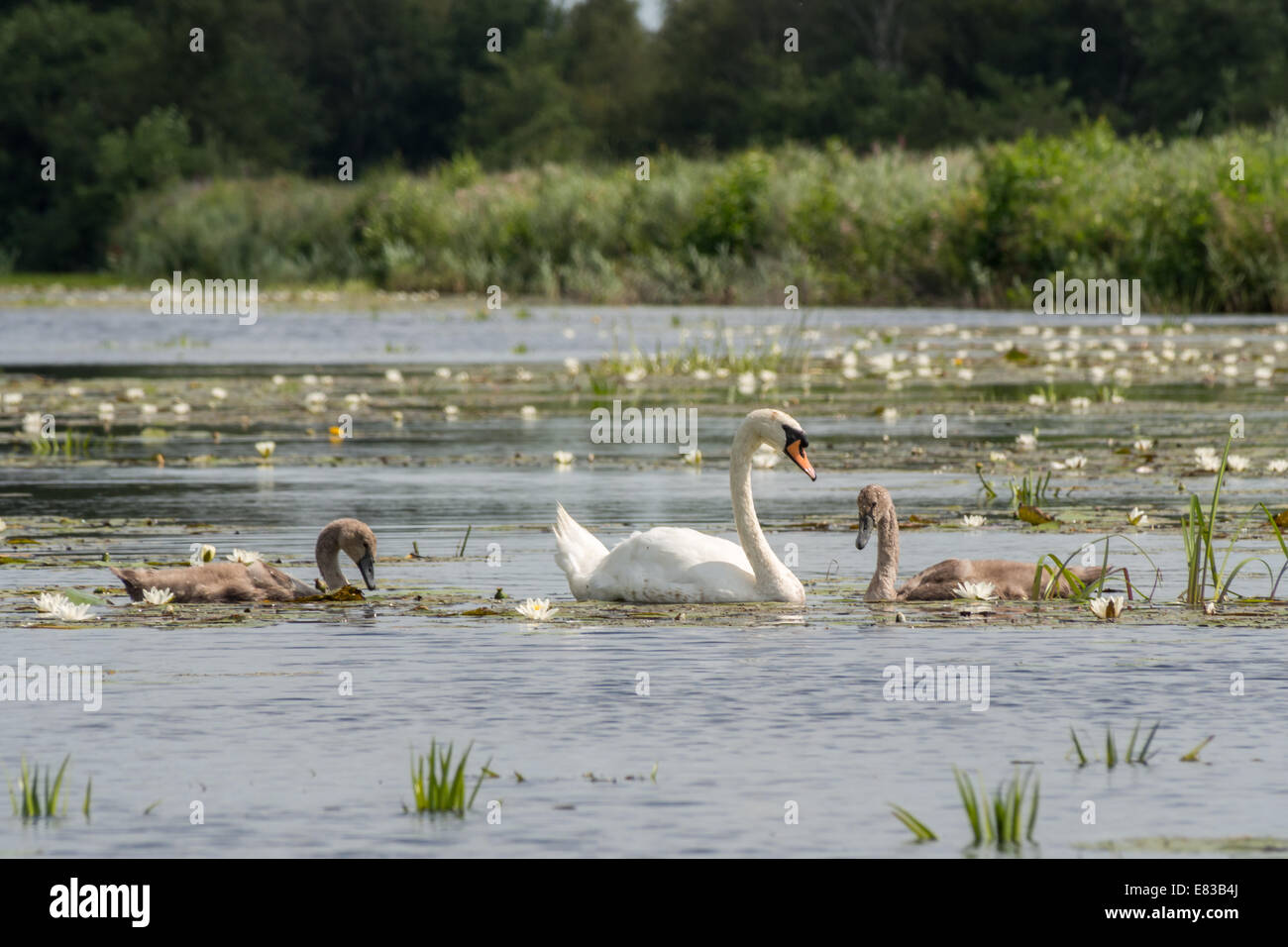 Mutter Schwan, Baden im Fluss mit Küken Stockfoto
