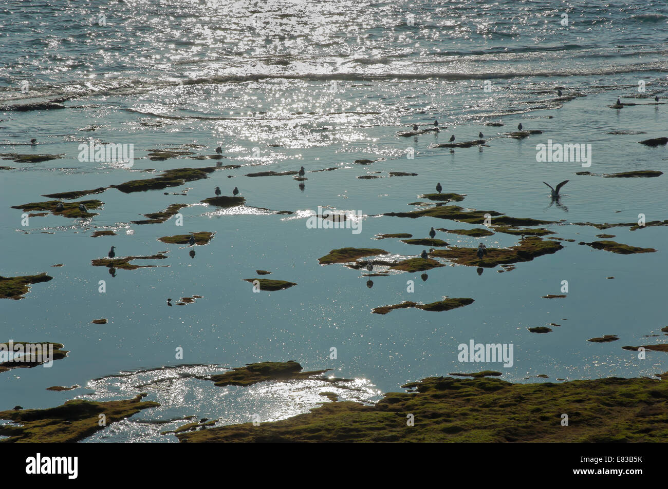 La Caleta Strand und Möwen, Cádiz, Region Andalusien, Spanien, Europa Stockfoto