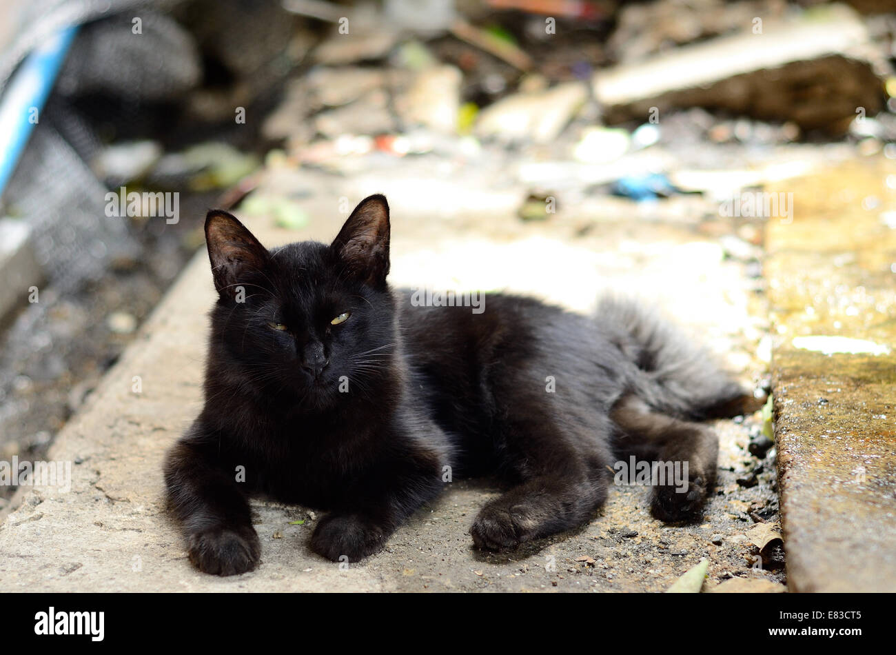 schöne junge Hauskatze, die unten auf dem Boden liegend Stockfoto