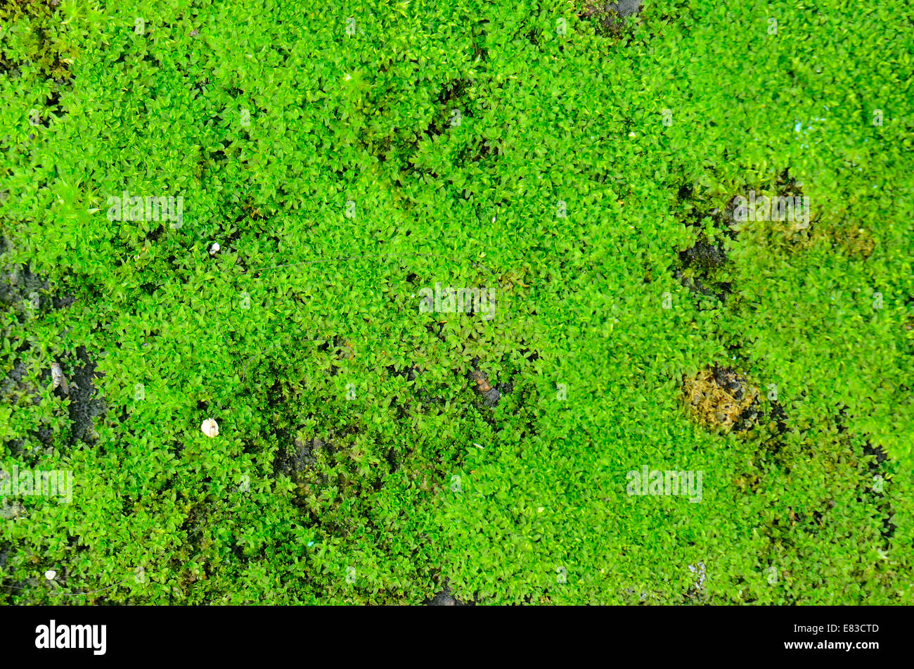 Makro-Foto mit grünem Moos Hintergrund Stockfoto