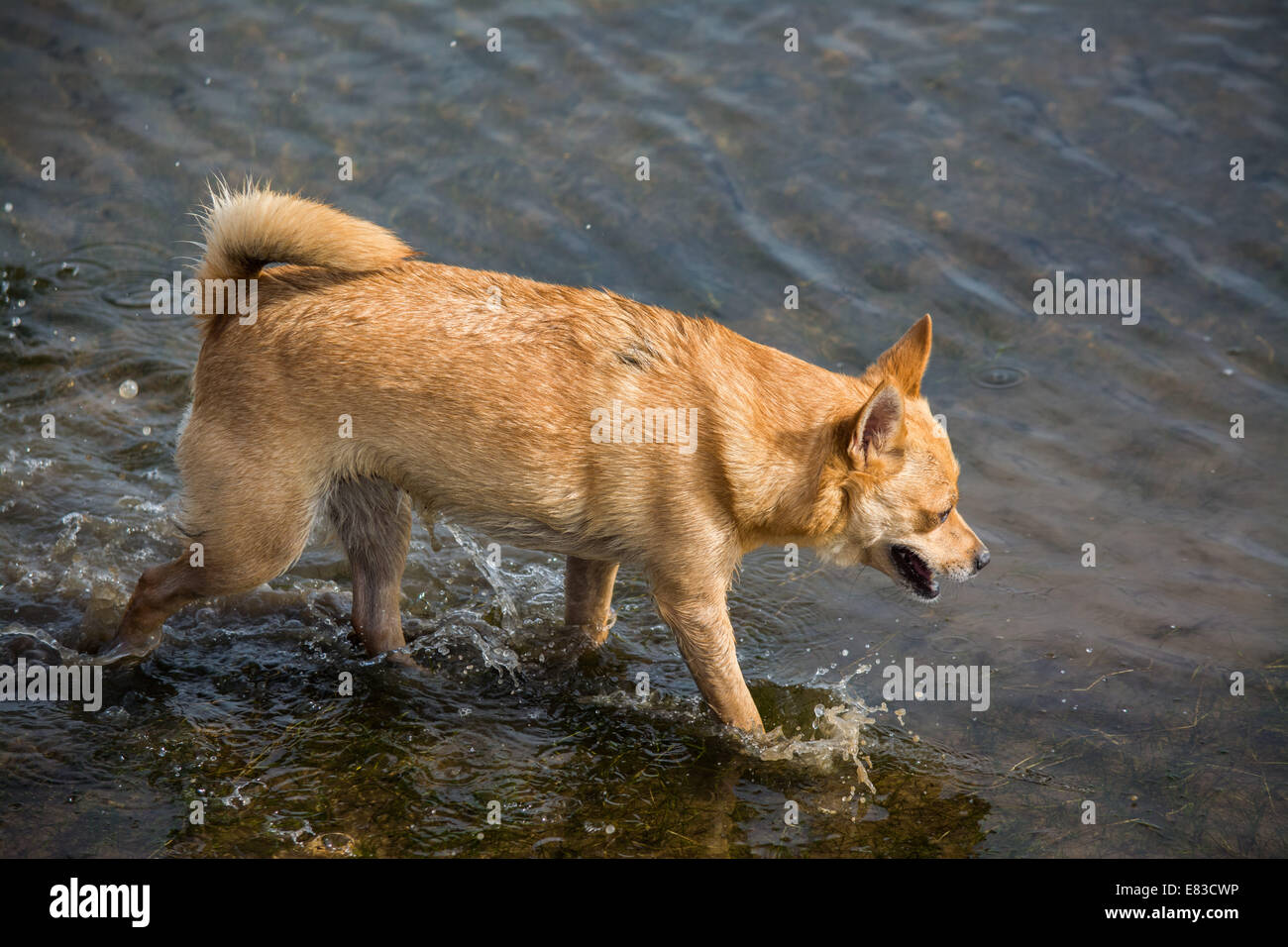 Terrier in Wasser Stockfoto