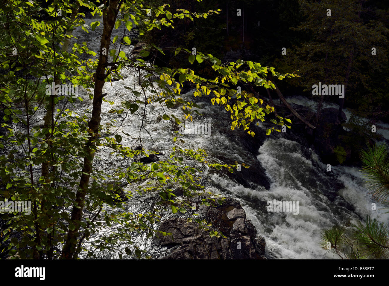 Birke am Amable du Fond River fällt Stromschnellen Eau Claire Gorge Conservation Bereich Nord-Ontario Kanada Stockfoto