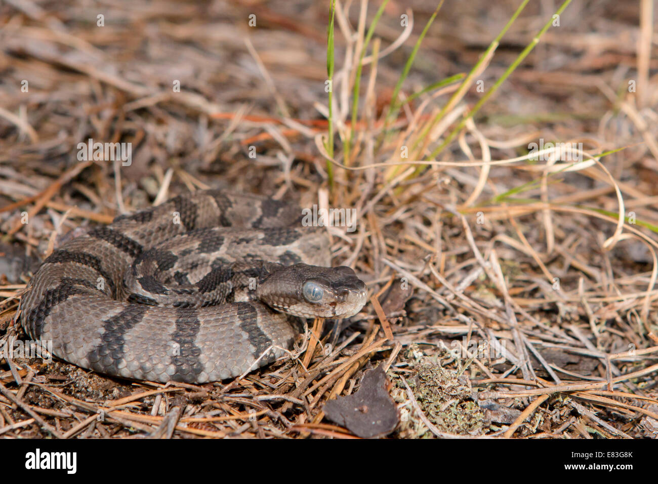 Timber Rattlesnake Baby Stockfotos Und Bilder Kaufen Alamy