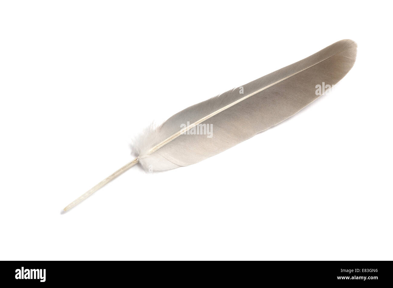 Feder auf weißem Hintergrund Stockfoto