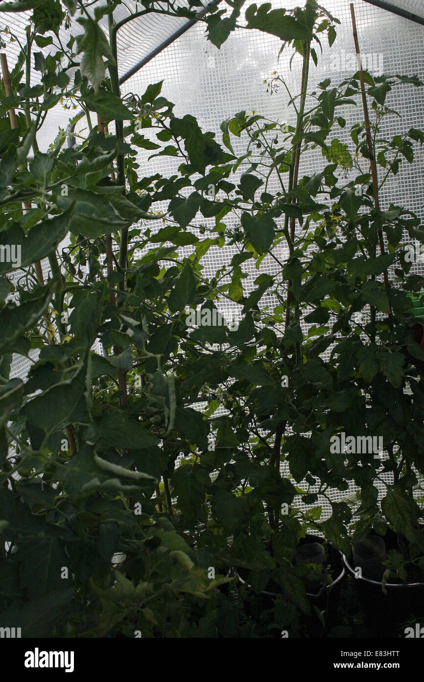Tomatenpflanzen wachsen im Folientunnel Gewächshaus Solanum lycopersicum Stockfoto