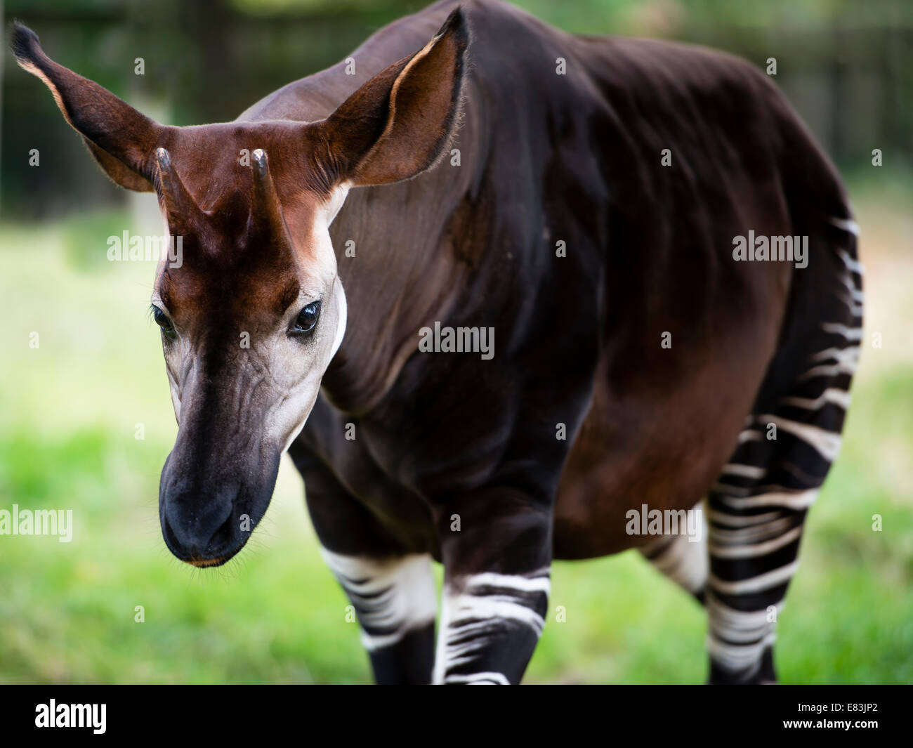 Okapi hautnah Fotos und Bildmaterial in hoher Auflösung Alamy