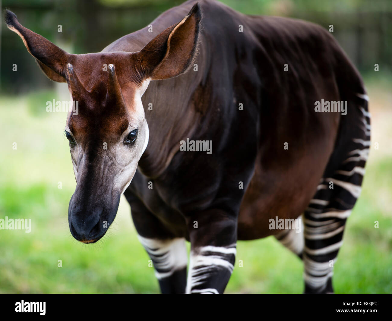 Das Okapi (Okapia Johnstoni), bekannt als der Waldgiraffe oder Zebra Giraffe, ist eine enge bezogen auf die Giraffe. Stockfoto