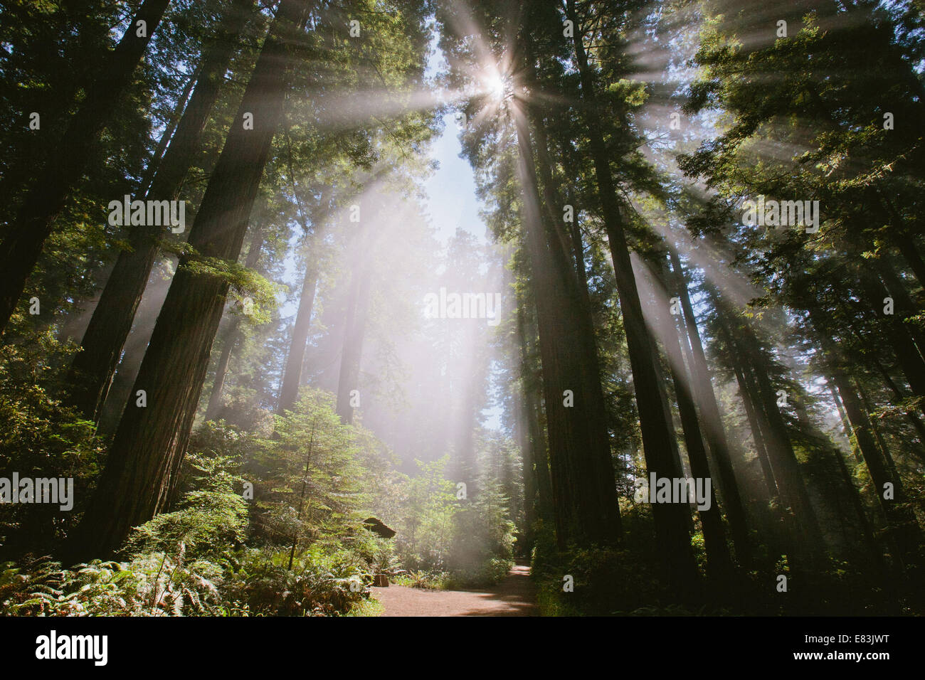 Sonnenstrahlen durch den Wald in Lady Bird Johnson grove Stockfoto