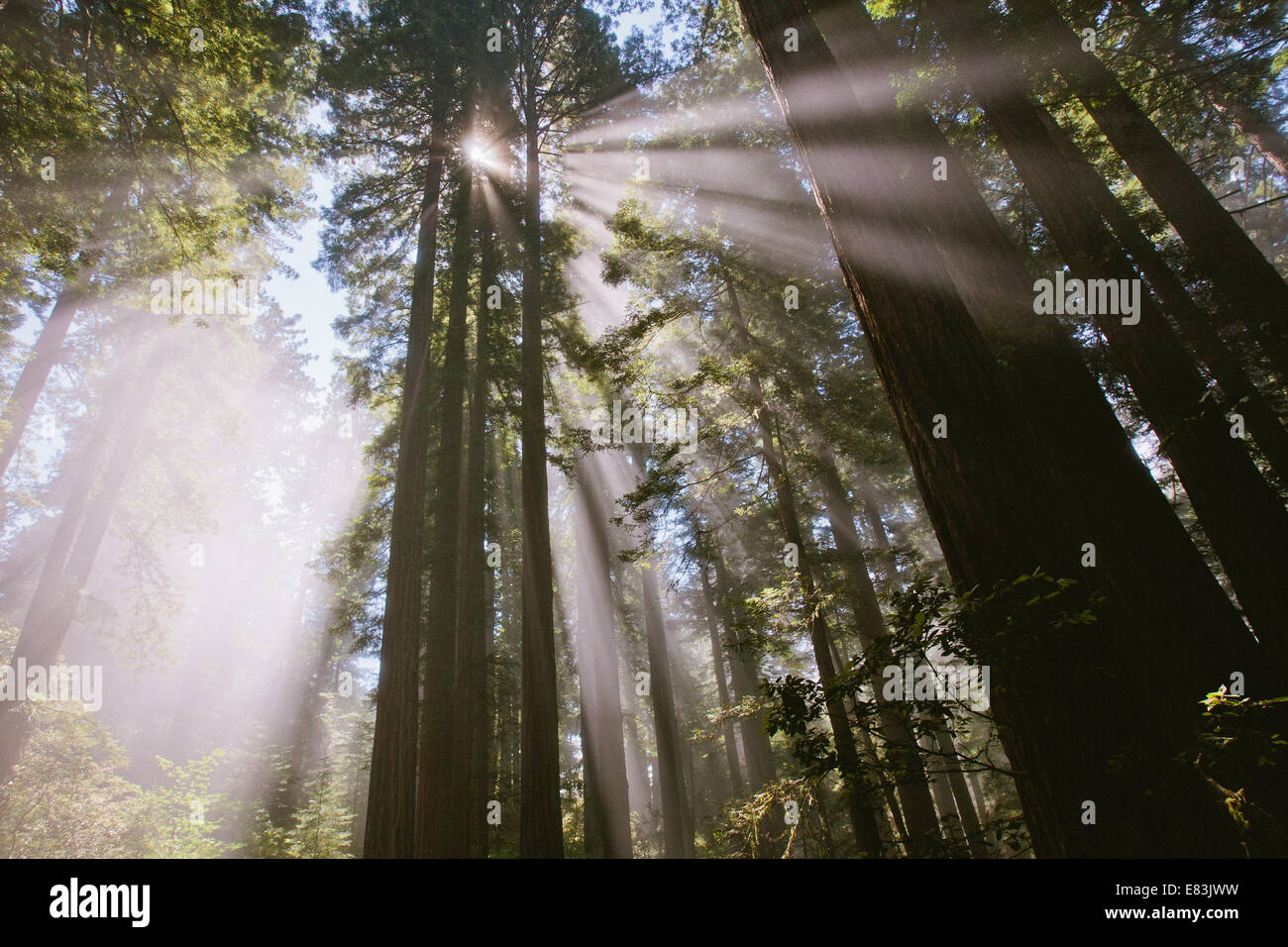 Sonnenstrahlen durch den Wald in Lady Bird Johnson grove Stockfoto