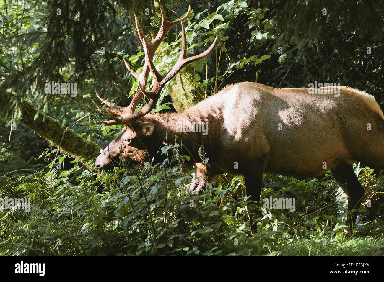 Elch im Prairie Creek Redwoods State park Stockfoto