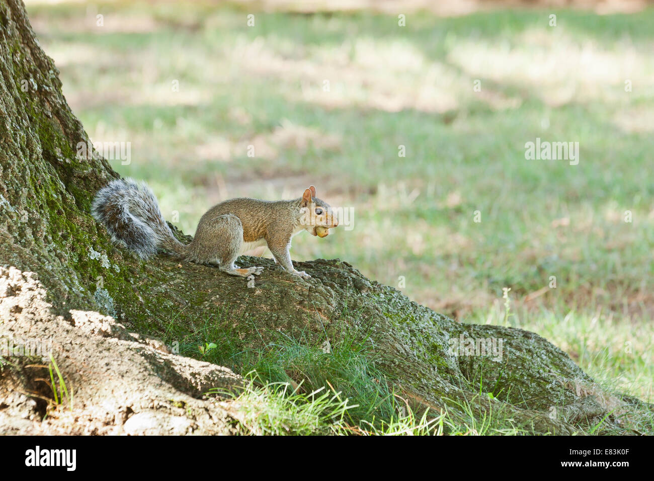 Amerikanisches Rotes Eichhörnchen (Tamiasciurus Hudsonicus) mit Eichel im Mund - USA Stockfoto