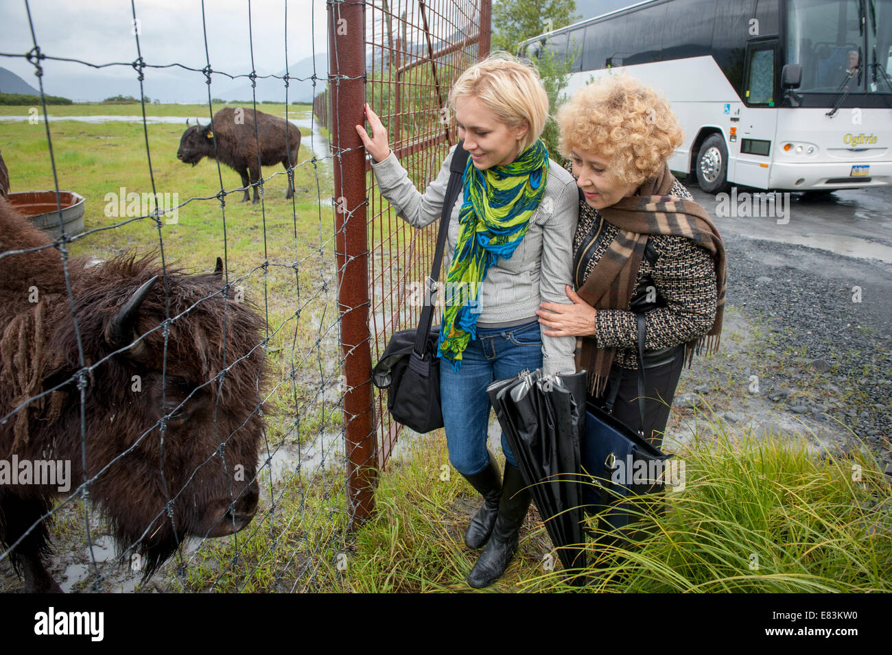 Mutter und Tochter besuchen Büffel am Wildpark in Alaska Stockfoto