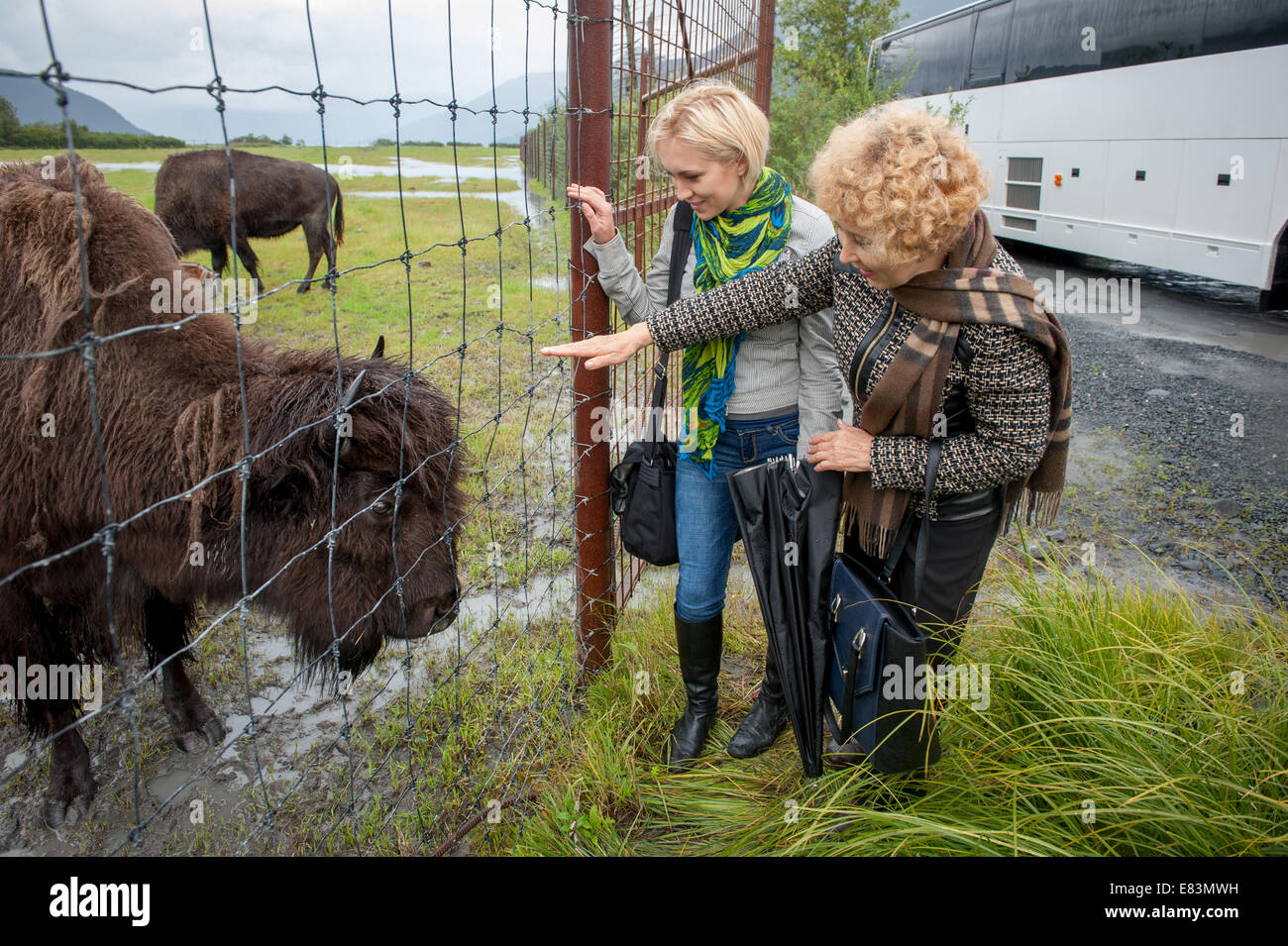 Mutter und Tochter besuchen Büffel am Wildpark in Alaska Stockfoto