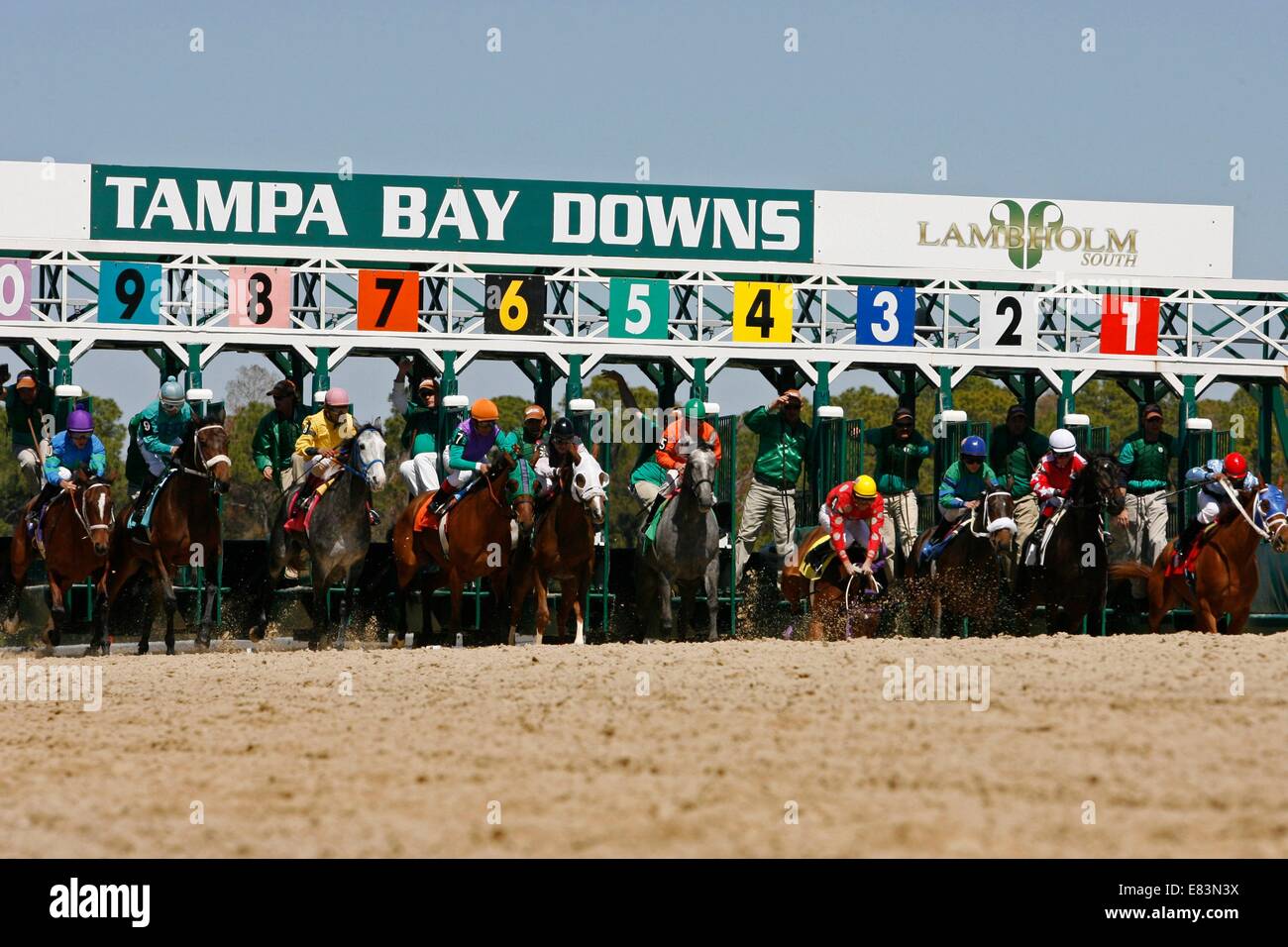 6. März 2010 - Oldsmar, FL, USA - Pferde und ihren Jockeys schießen aus den Startlöchern im ersten Rennen des Tages Samstag, 6. März 2010 in Tampa Bay Downs in Oldsmar, FL. (Credit-Bild: © St. Petersburg Times / ZUMA Wire) Stockfoto