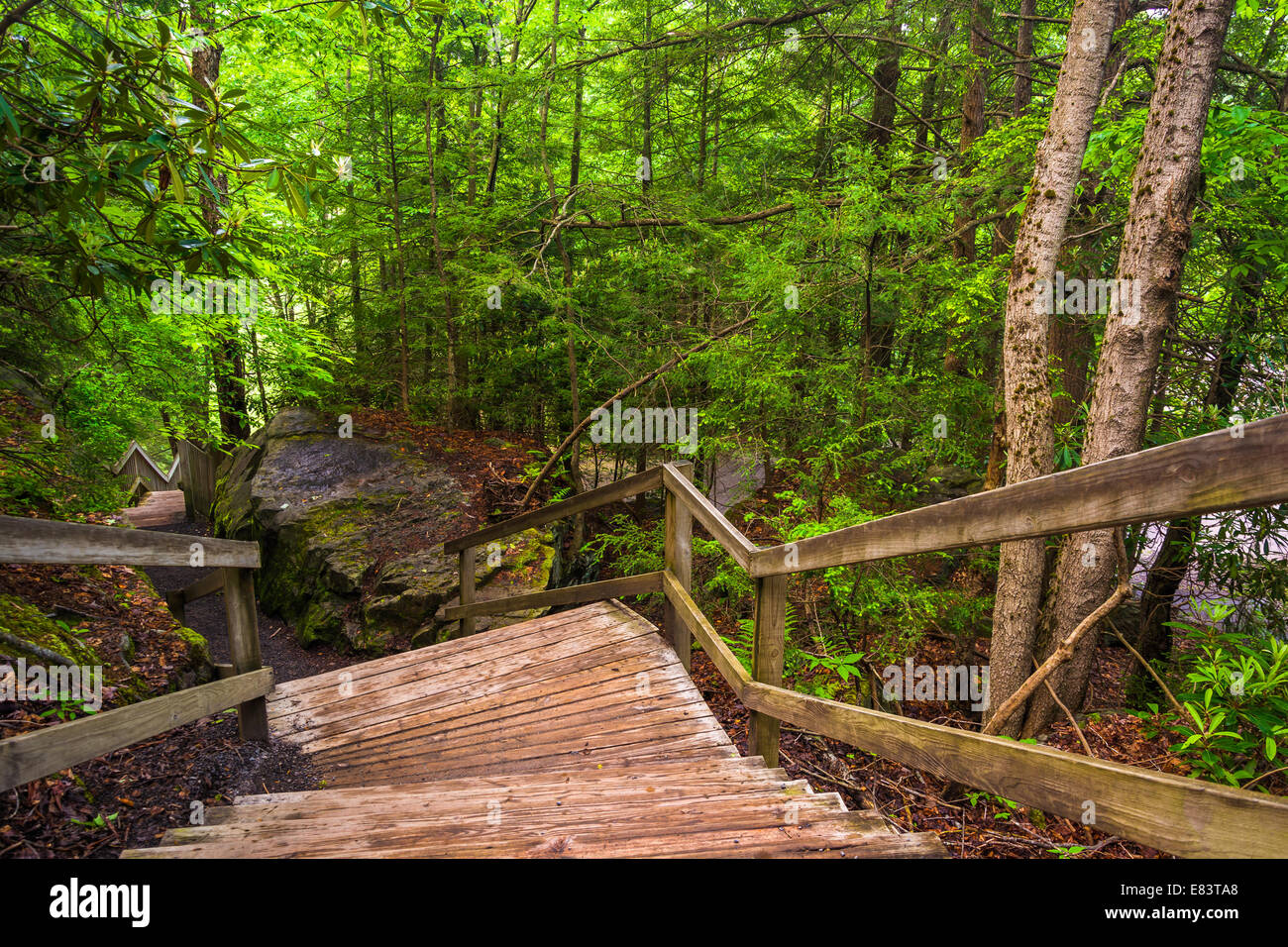 Treppen auf Spur zu Blackwater Falls, an Blackwater Falls State Park, West Virginia. Stockfoto