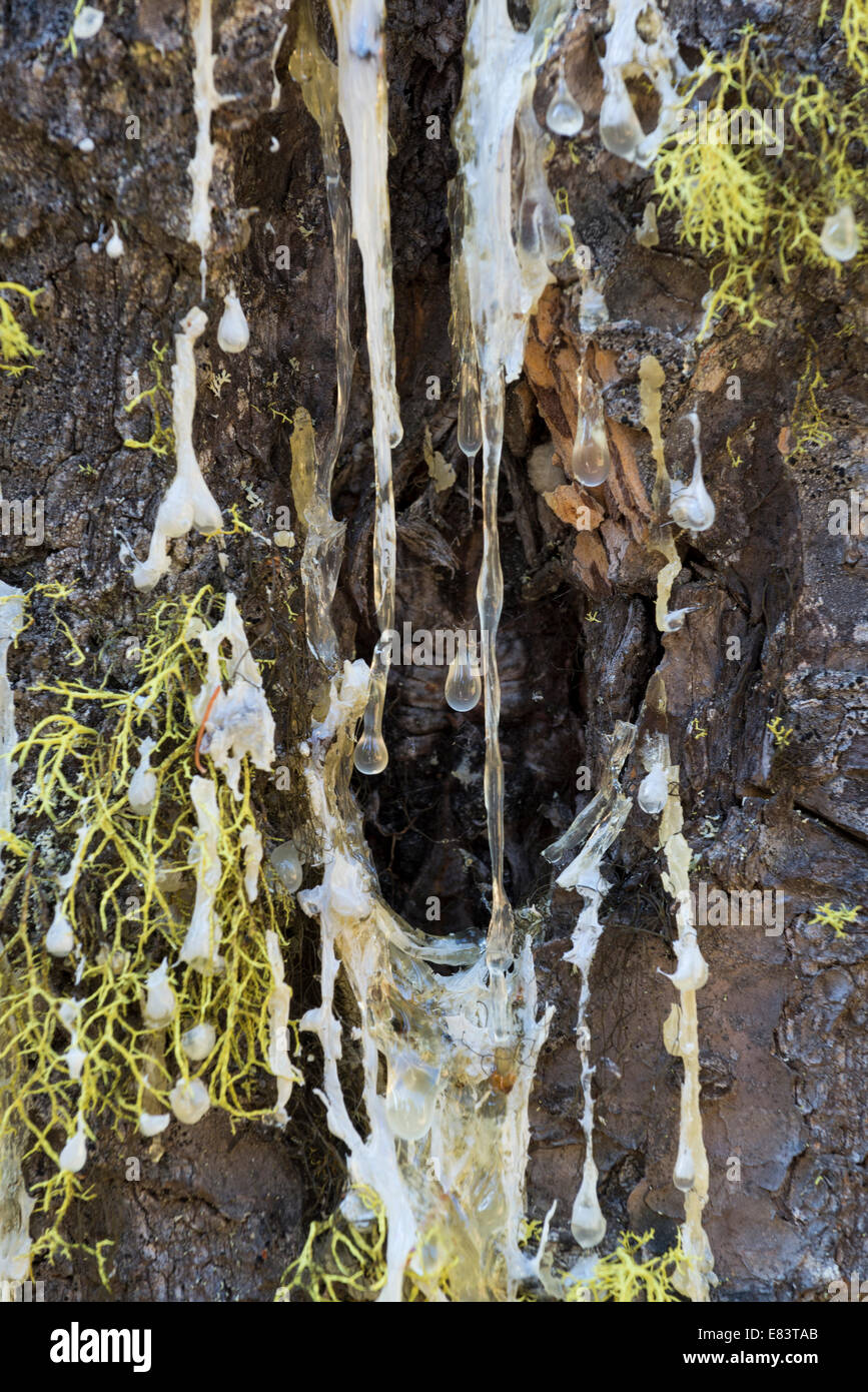 SAP und Flechten auf den Stamm eines Baumes in der Wallowa Mountains of Oregon. Stockfoto