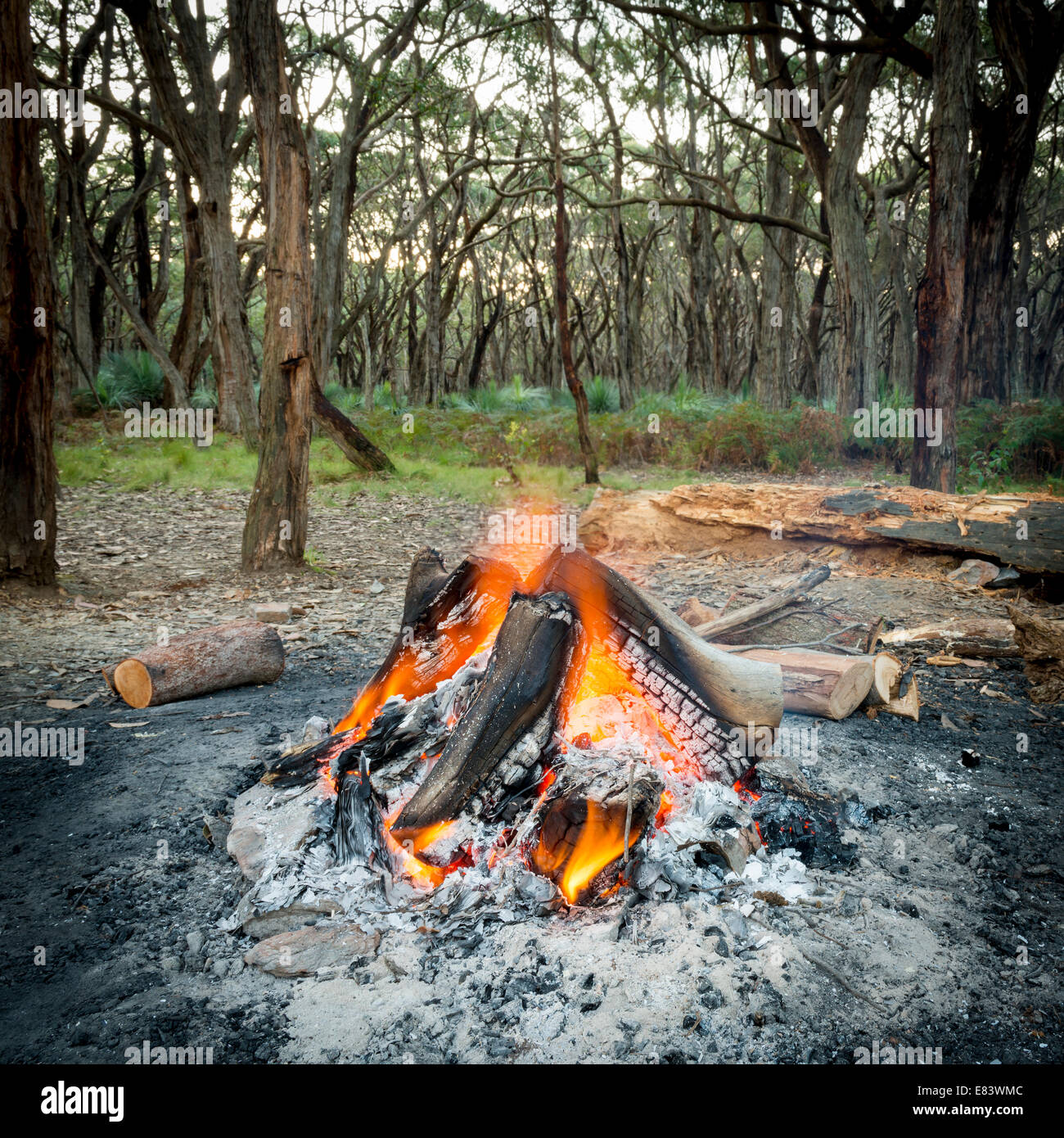 Lagerfeuer brennt hell im Wald in der Dämmerung Stockfoto