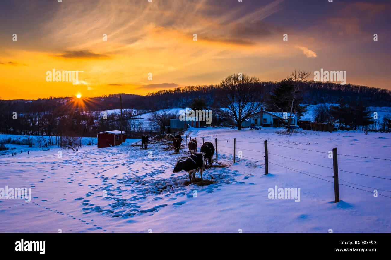 Sonnenuntergang über Kühe in einem verschneiten Hof-Feld im Carroll County, Maryland. Stockfoto