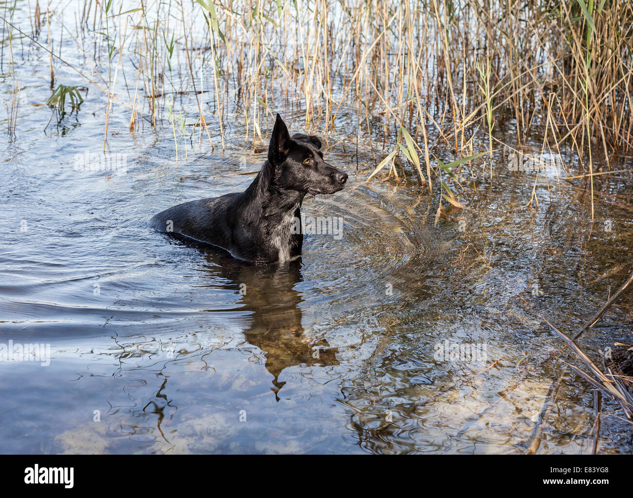 Schwarzer Hund aus Seewasser ausgehen. Stockfoto