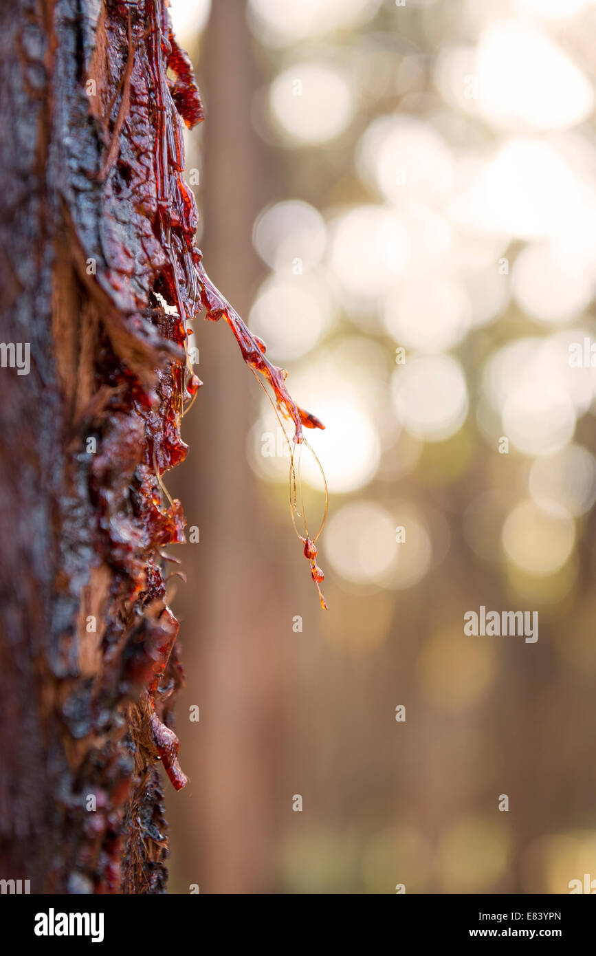 Roter Saft von einem Stringybark Eukalyptusbaum in Australien ...