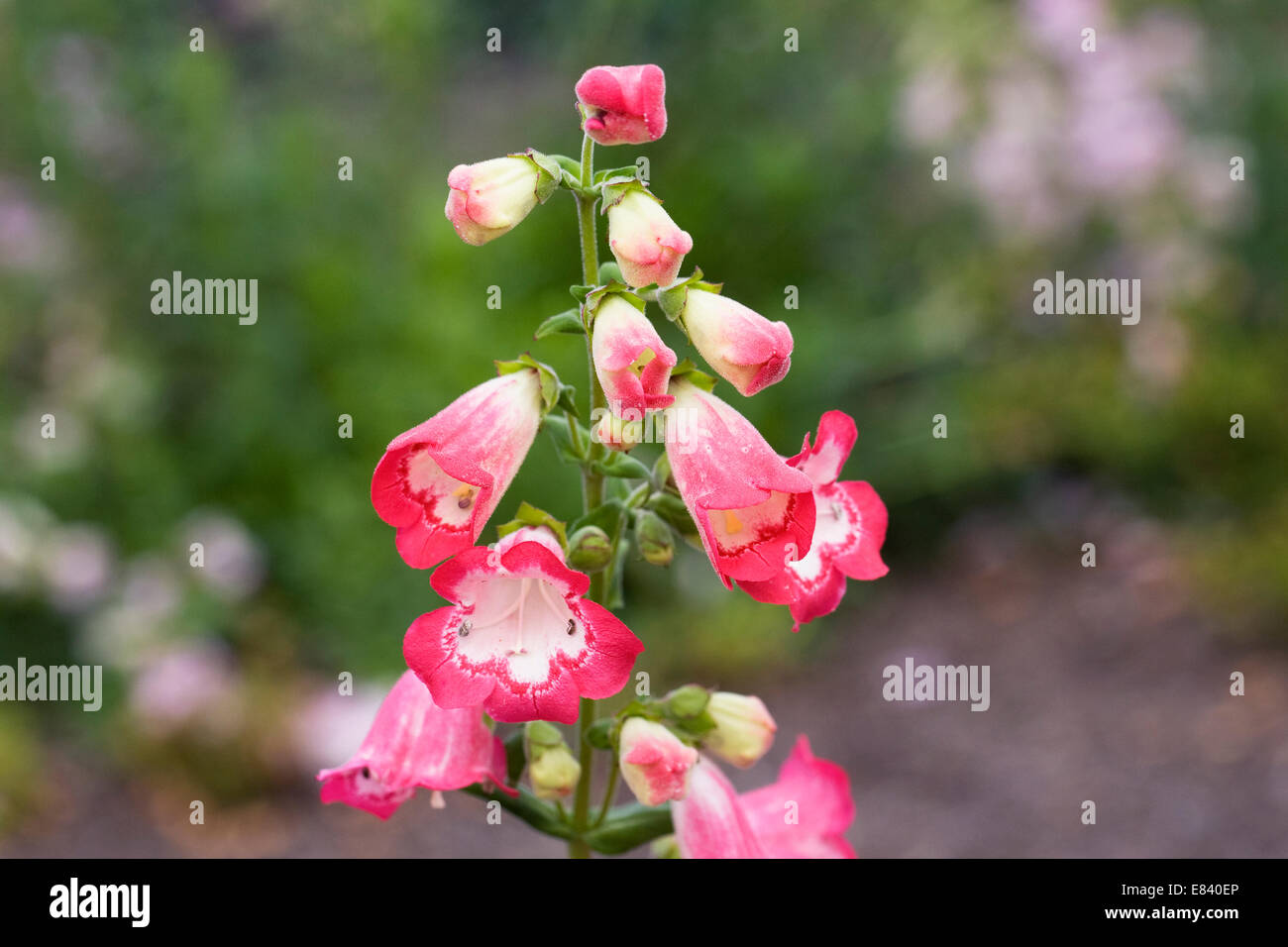 Penstemon "Bilovec Rosa Halskette". Bart Zunge Blume. Stockfoto