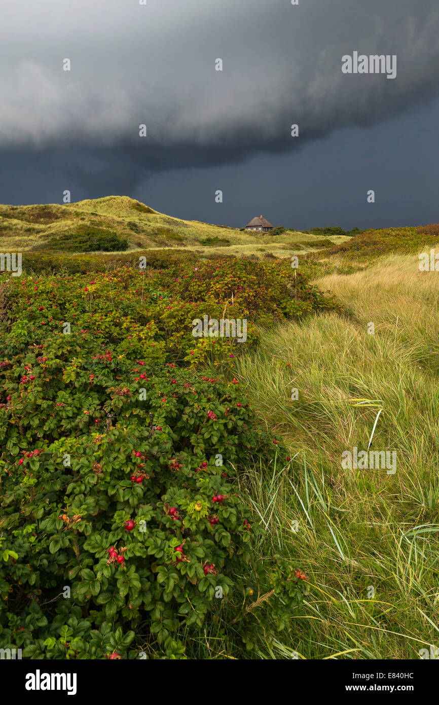 Dramatische Wolken über Dünen, Henne Strand, Region of Southern Denmark, Dänemark Stockfoto