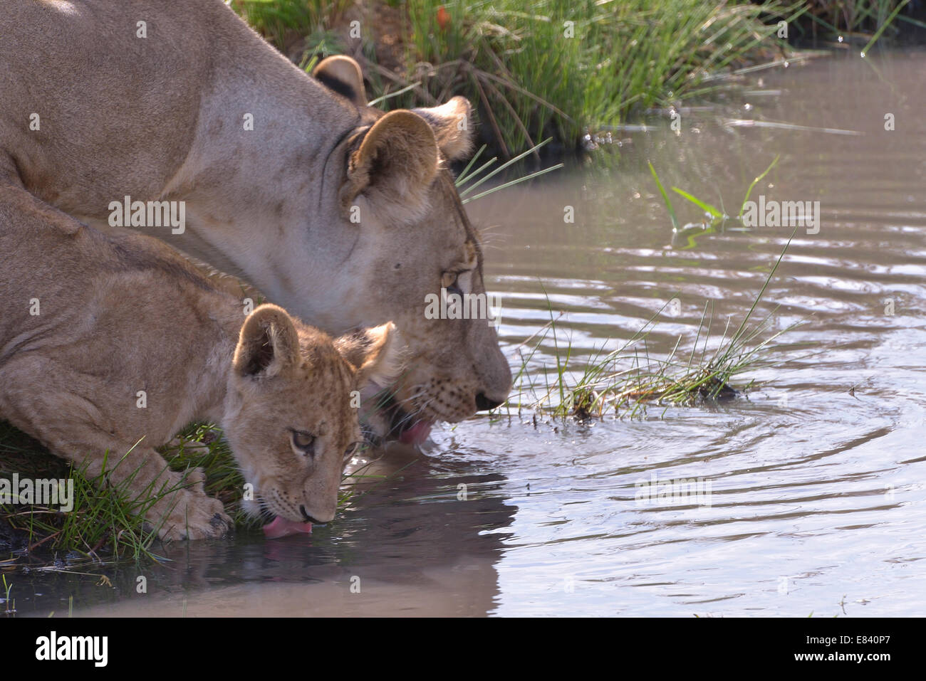 Löwe (Panthera Leo) trinken, junge mit Mutter, Nsefu Sektor, South Luangwa Nationalpark, Sambia Stockfoto