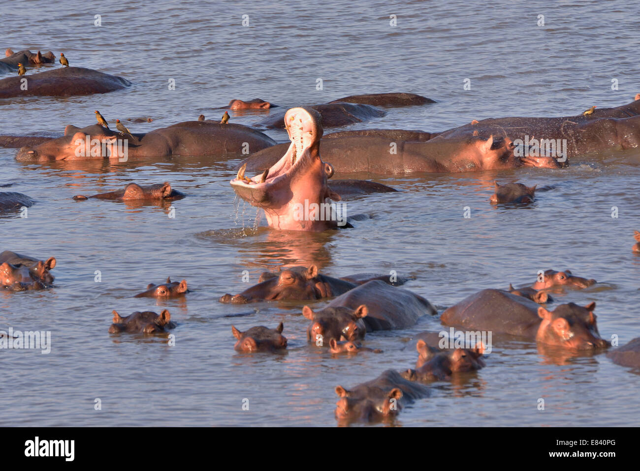 Flusspferde (Hippopotamus Amphibius) im Luangwa River, South Luangwa Nationalpark, Sambia Stockfoto