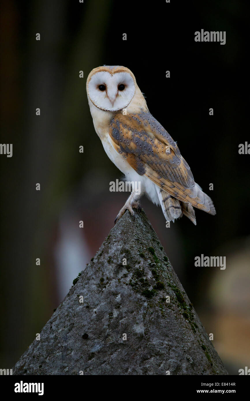 Schleiereule (Tyto Alba) auf einem Grabstein, Tschechische Republik Stockfoto