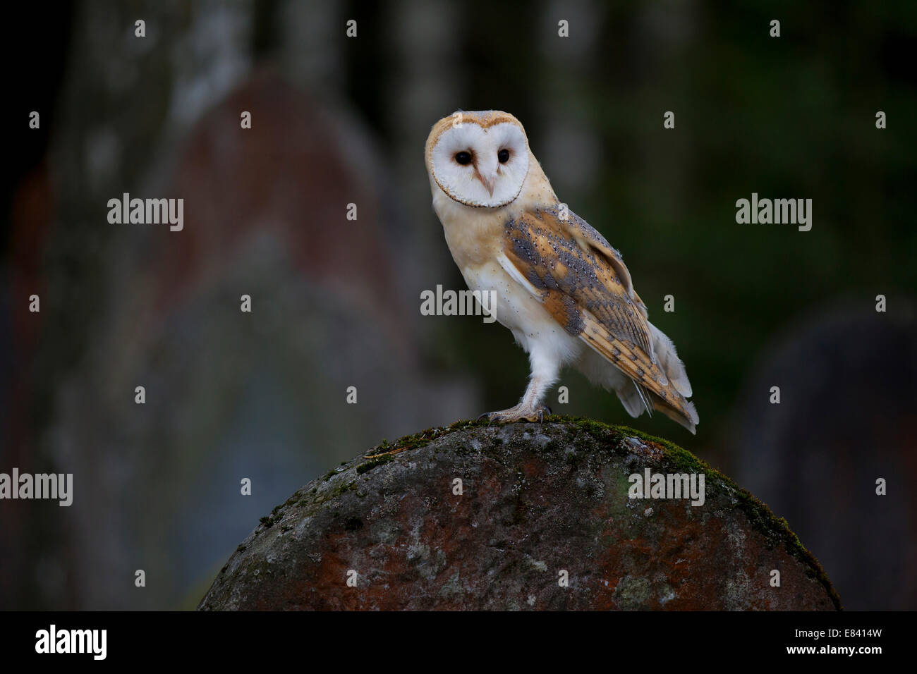 Schleiereule (Tyto Alba) auf einem Grabstein, Tschechische Republik Stockfoto