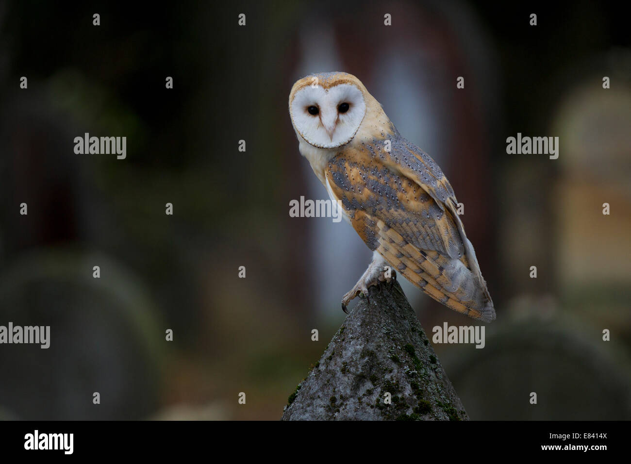 Schleiereule (Tyto Alba) auf einem Grabstein, Tschechische Republik Stockfoto