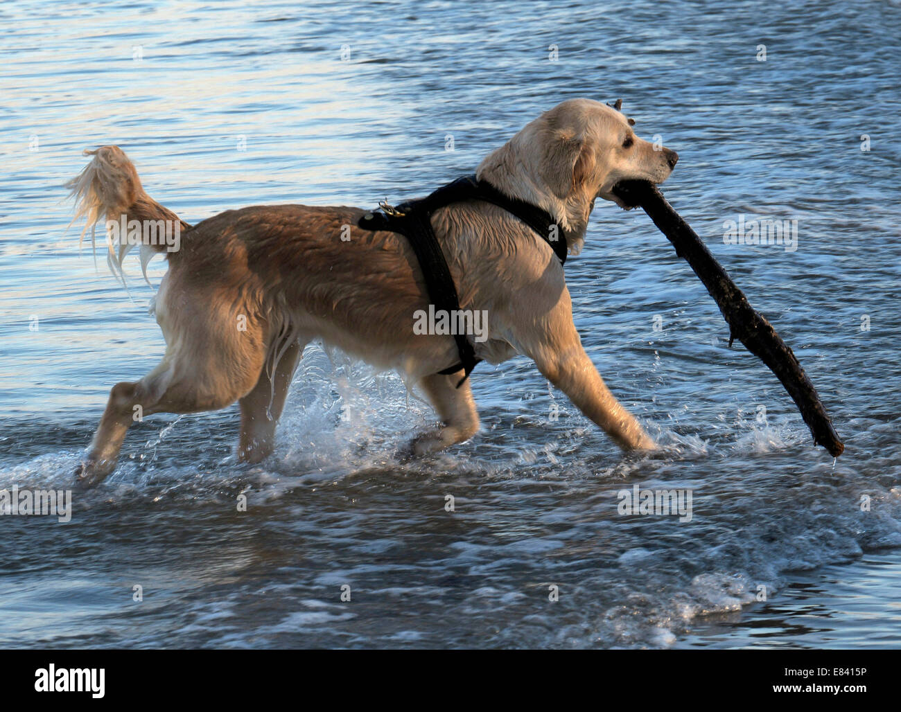 Golden Retriever Abrufen von einem Stick aus dem Meer Stockfoto