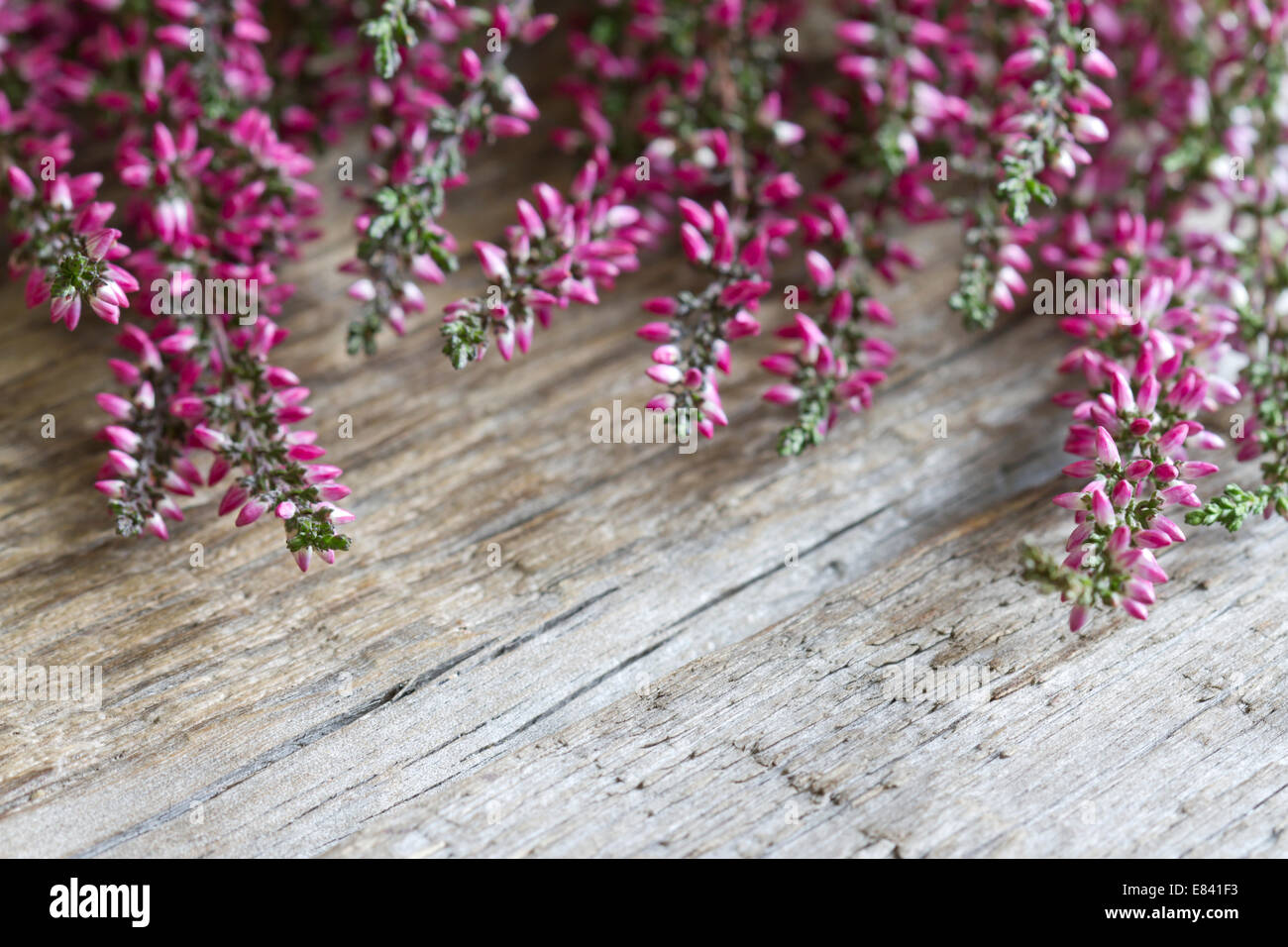 Heather auf Holzbrettern abstrakten floralen Hintergrund Konzept Stockfoto