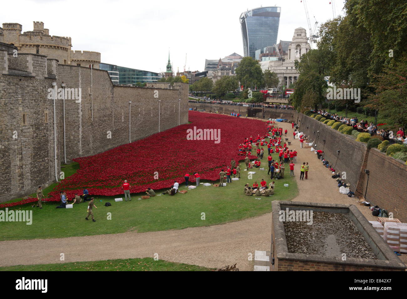 Mohn in den Tower of London Stockfoto