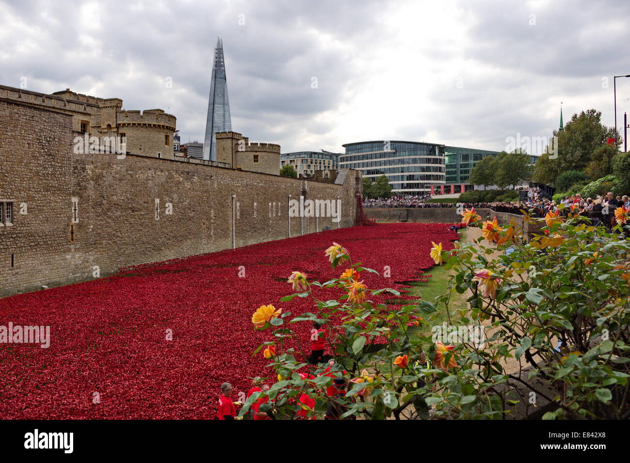 Mohn in den Tower of London Stockfoto