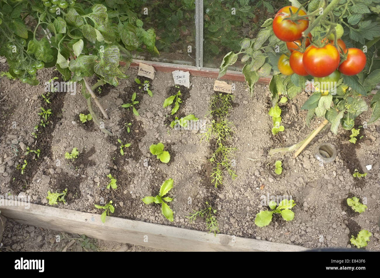 Junge Salat Pflanzen nur bewässert. Die letzten Jahre Tomaten noch wachsen. Stockfoto