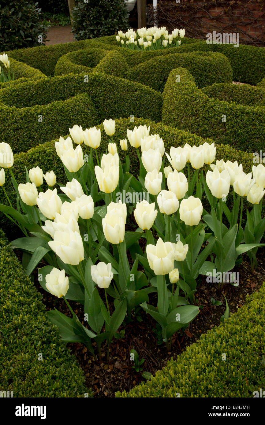 Knoten-Garten mit Buchsbaumhecken und weißen Tulpen in einem privaten Garten in Wimborne. Designerin Carol Pytlik. Dorset. Stockfoto