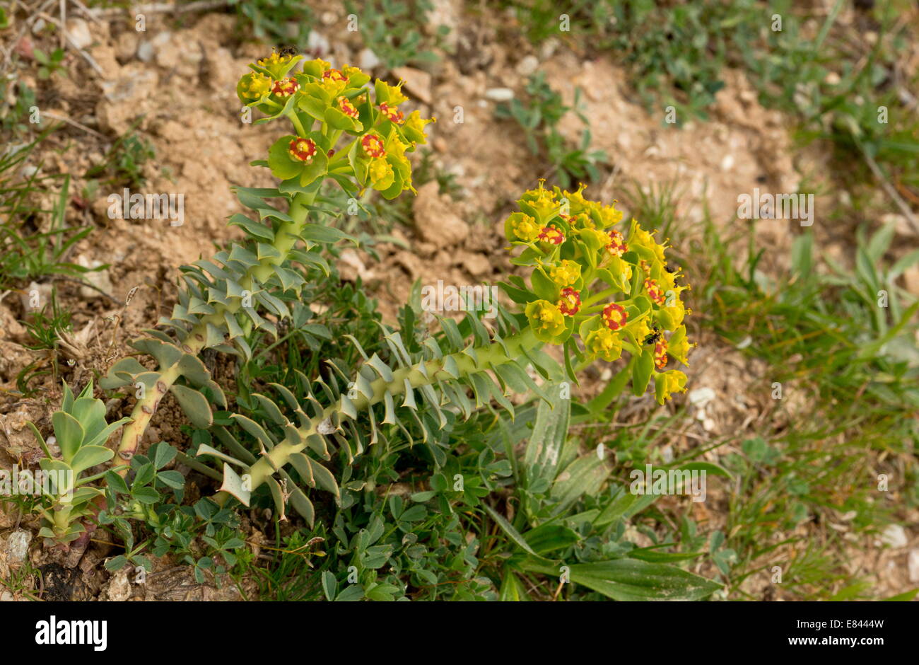 Myrte Wolfsmilch oder breitblättrigen glaucous Wolfsmilch, Euphorbia Myrsinites in Blüte; Pilion, Griechenland Stockfoto