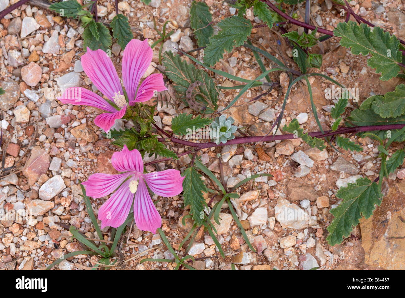 Eine Malve-Verwandter, Malope Malacoides in Blüte, Chios, Griechenland Stockfoto