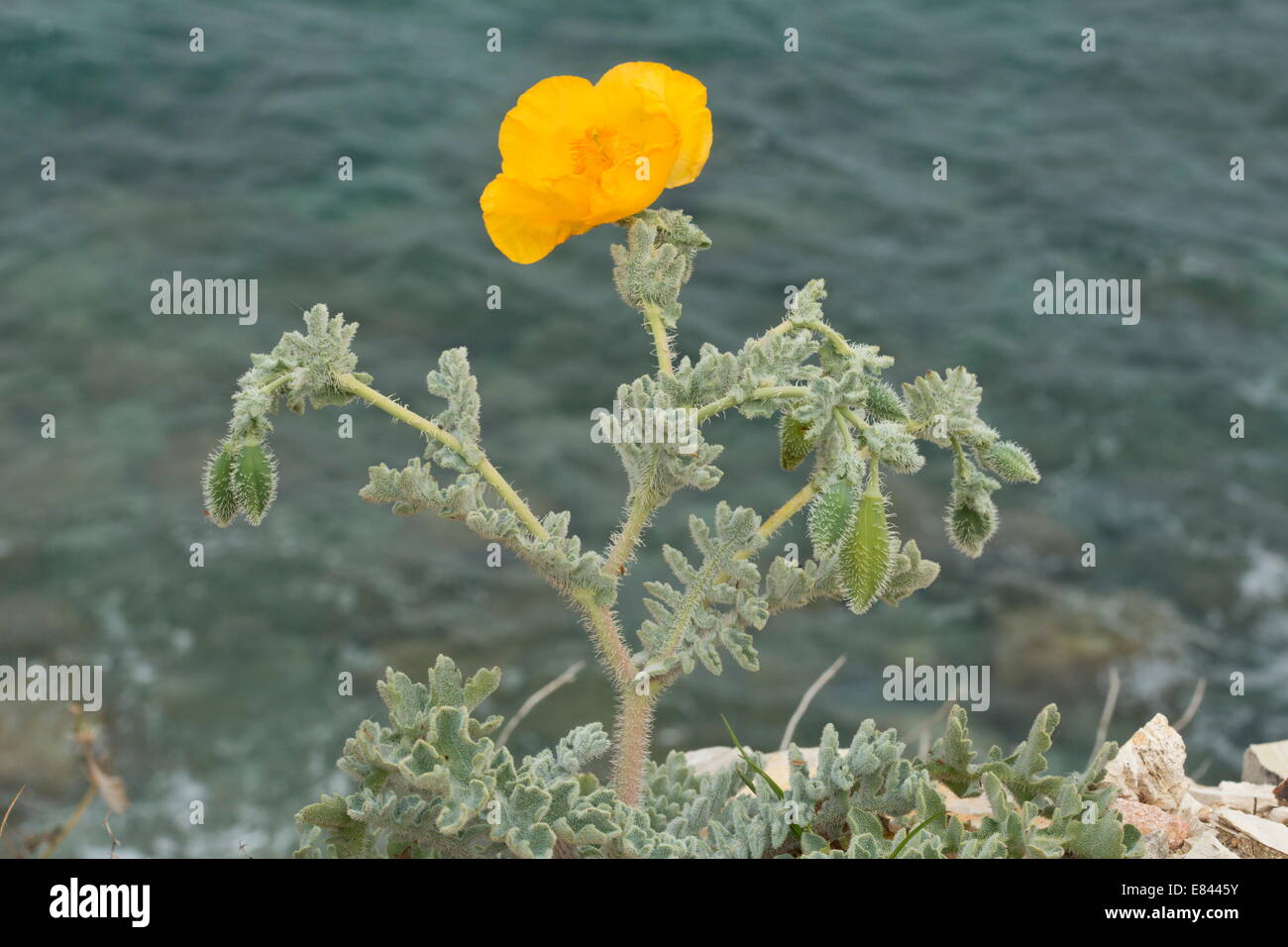 Gelbe gehörnten Poppy, Glaucium Flavum in Blüte, mit dem Meer hinter. Stockfoto