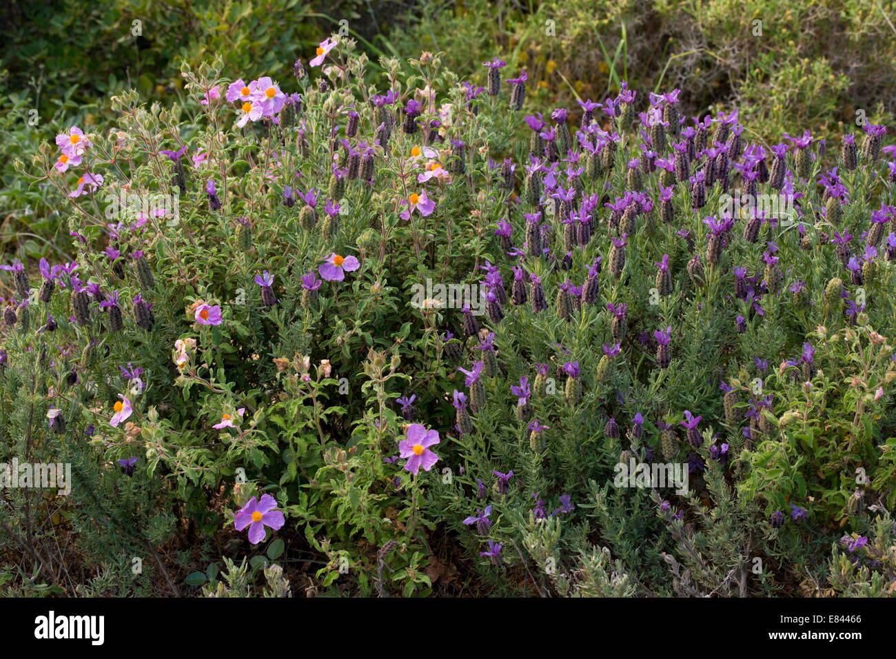 Garrigue oder Phrygana des französischen Lavendel und Cistus, Norden Chios, Griechenland. Stockfoto
