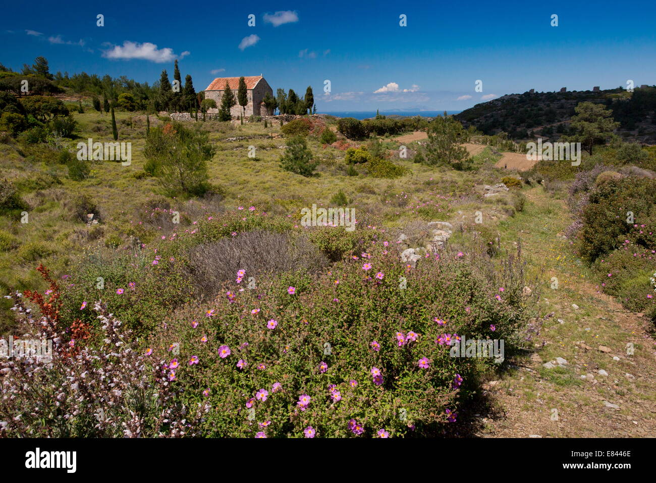 Blumige Garrigue und Weiden im Frühjahr, um die Kirche von Aghios Antonios, zwischen Olympi und Mesta, Chios, Griechenland. Stockfoto