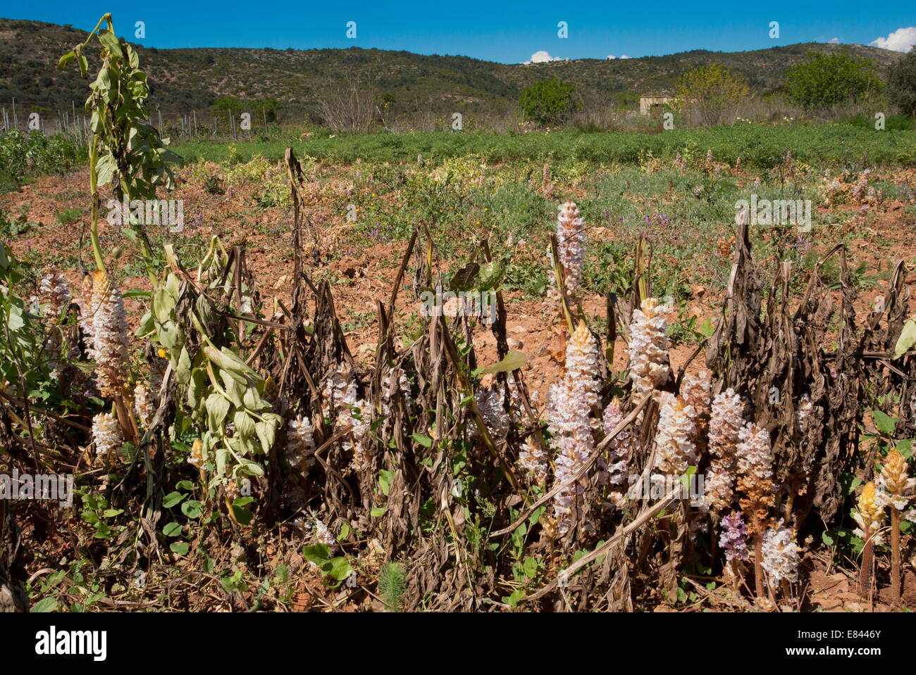 Starker Befall von Bean Roman, Orobanche Crenata eine Saubohne Ernte zerstören.  Chios, Griechenland. Stockfoto