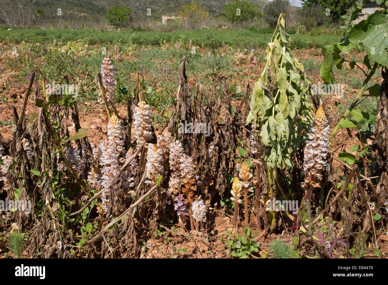 Starker Befall von Bean Roman, Orobanche Crenata eine Saubohne Ernte zerstören.  Chios, Griechenland. Stockfoto