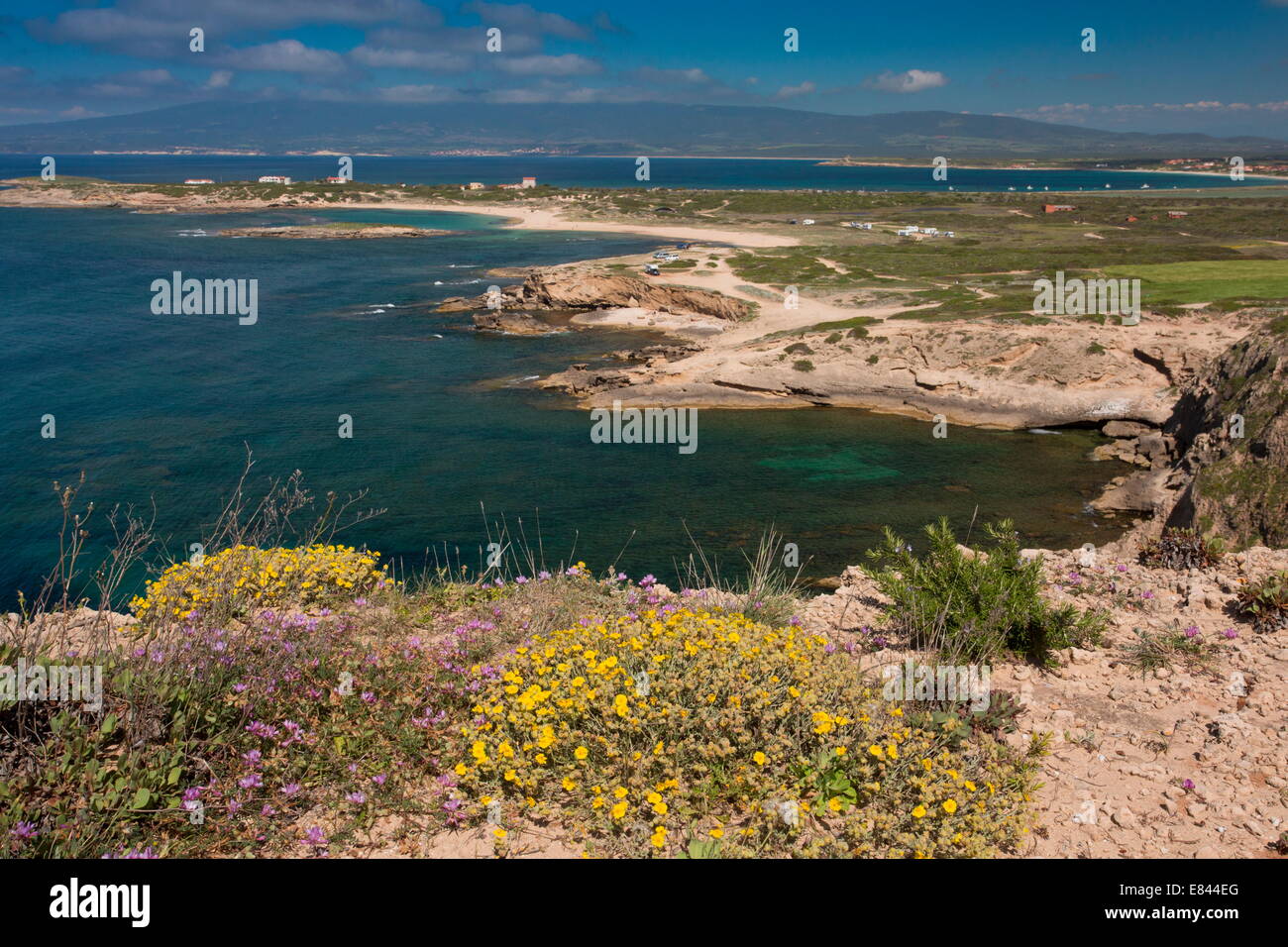 Frühling Blumen auf der Landzunge Cabo Mannu auf der Halbinsel Sinis, Westküste von Sardinien, Italien. Stockfoto