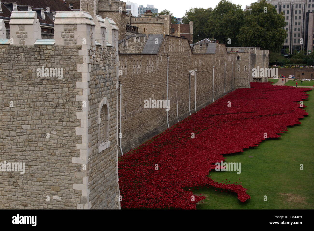 Mohn in den Tower of London Stockfoto