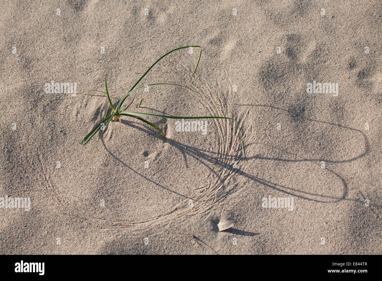 Die Muster der Natur wie der Wind bewegt Blätter im Sand auf Murramarang National Park South Coast Australien Stockfoto