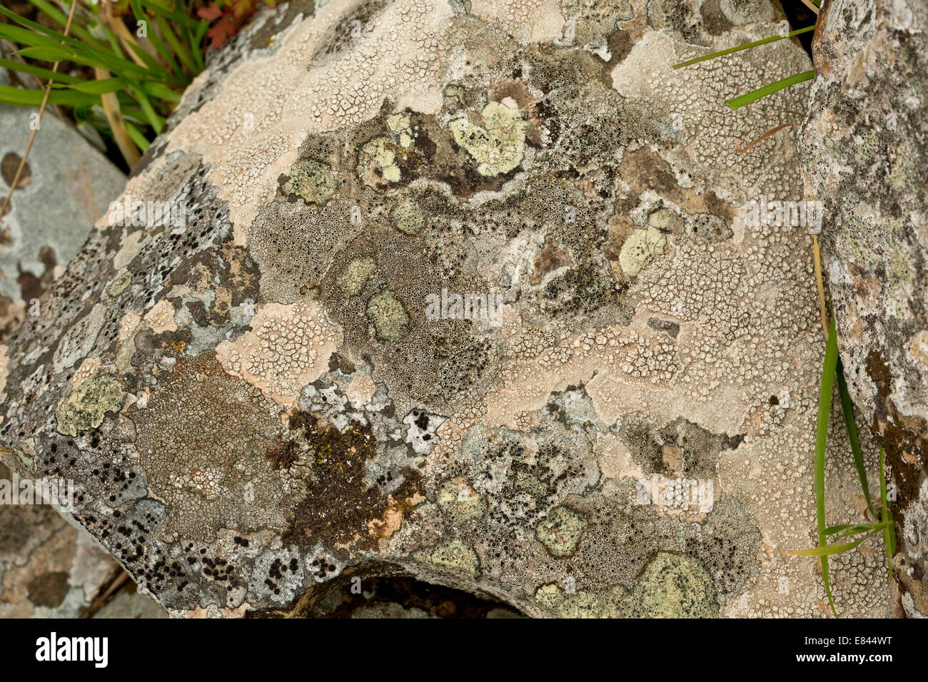 Flechten bedeckten Felsen in den Hügeln des südlichen Sardinien, Italien. Stockfoto