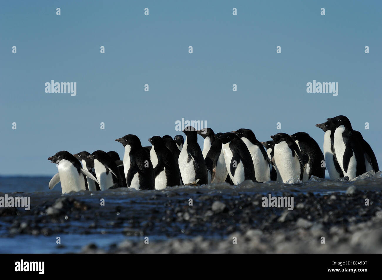 Gruppe von Adelie-Pinguine (Pygoscelis Adeliae) gerne ins Meer, Kap Adare, Antarktis. Stockfoto