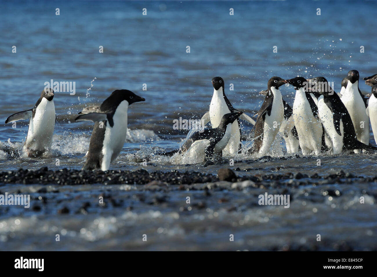 Gruppe von Adelie-Pinguine (Pygoscelis Adeliae) gehen in die und aus dem Meer, Kap Adare, Antarktis. Stockfoto